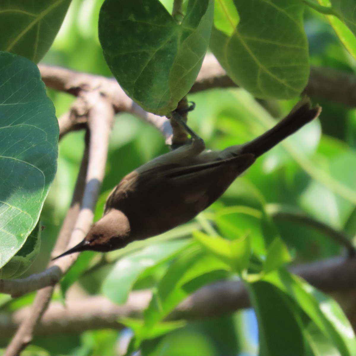 Brown Honeyeater - ML625387557