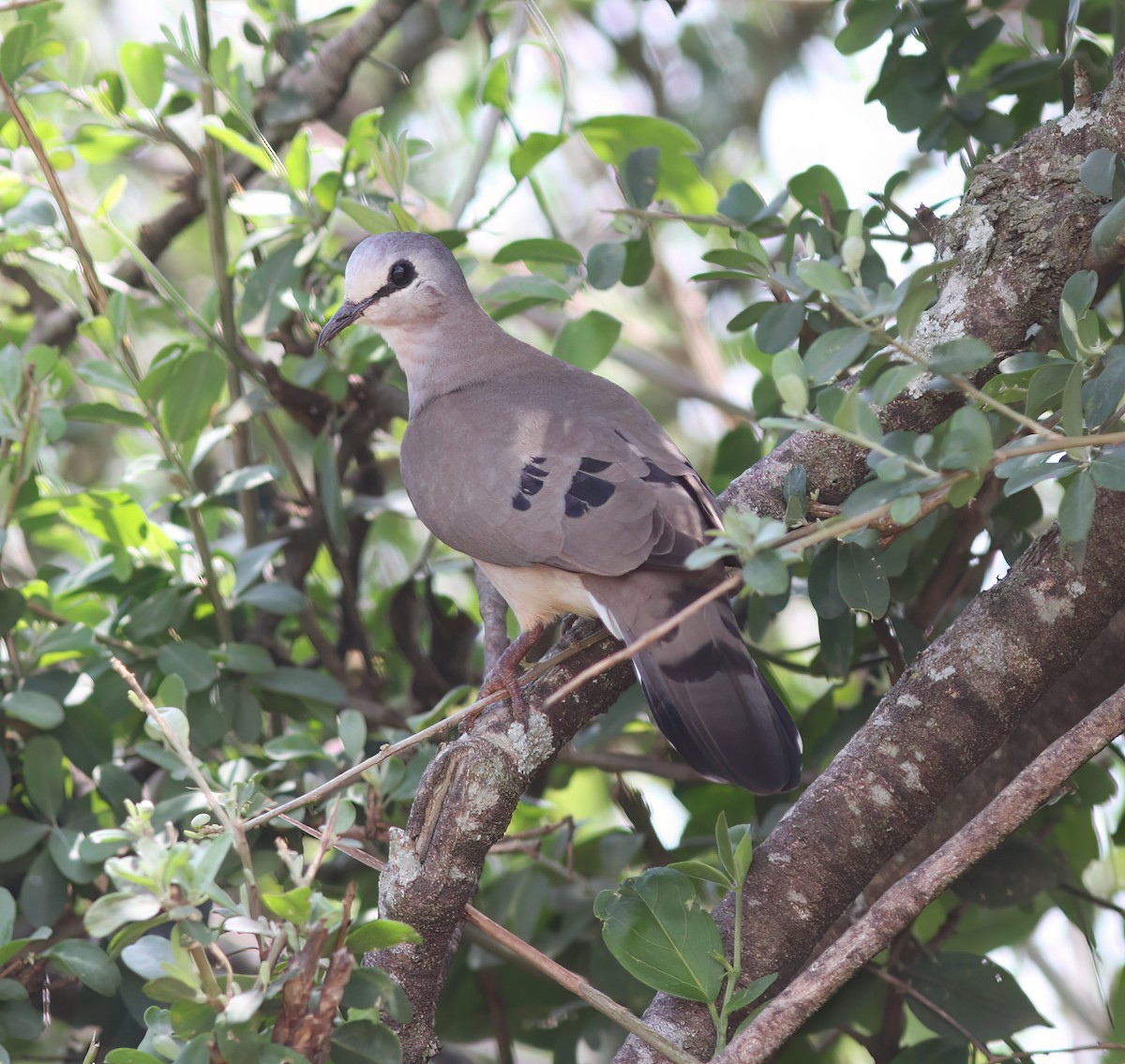 Black-billed Wood-Dove - ML625387610