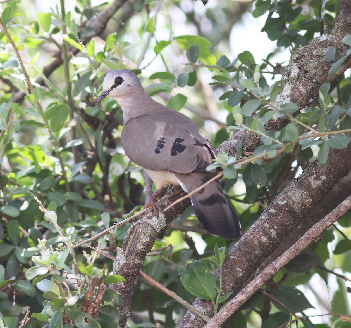 Black-billed Wood-Dove - ML625387611