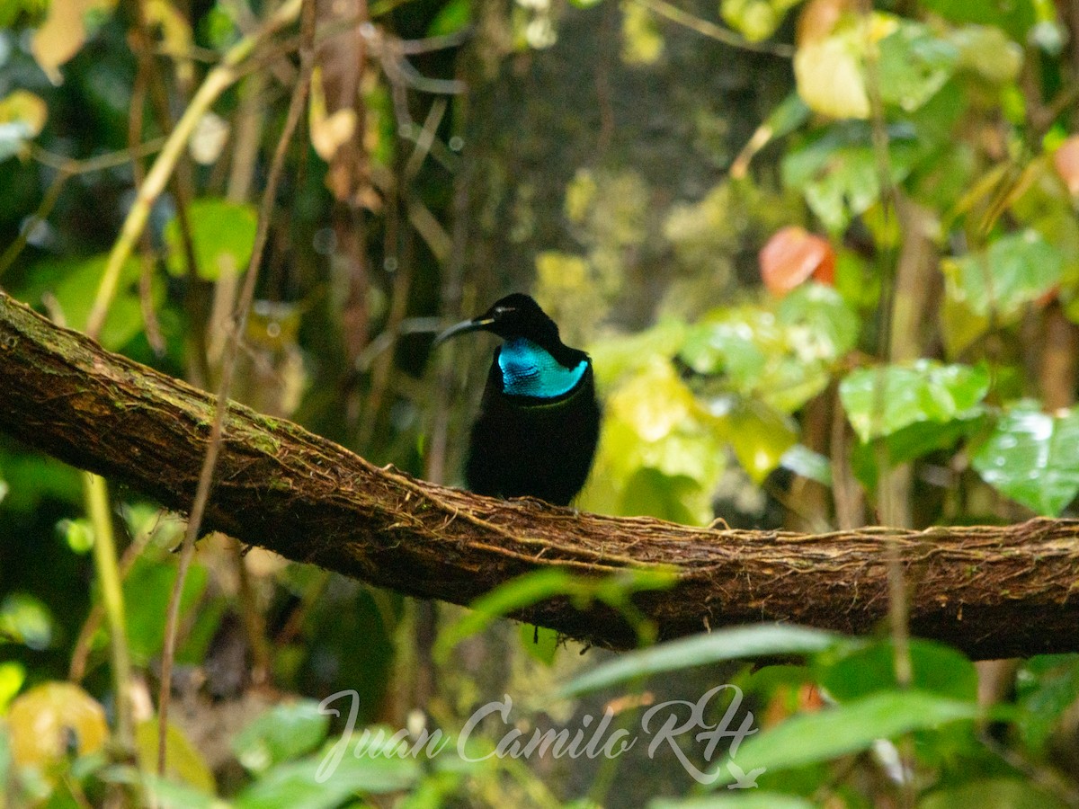 Magnificent Riflebird - ML625387661