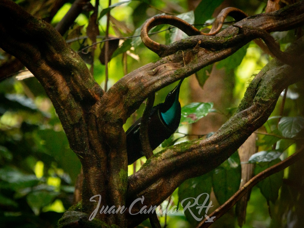 Magnificent Riflebird - ML625387662