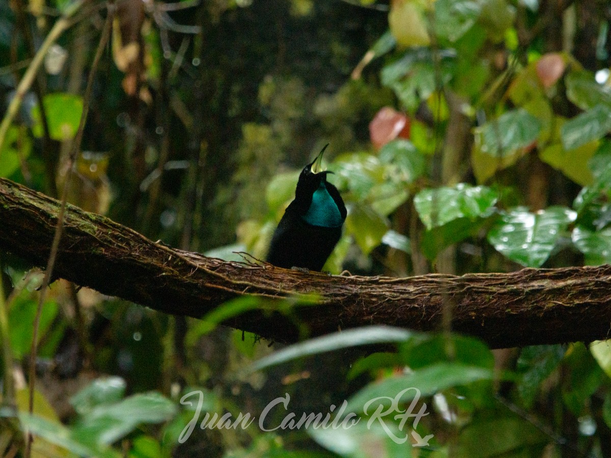 Magnificent Riflebird - ML625387663