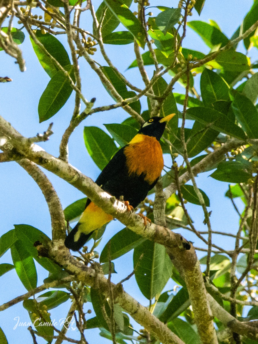 Golden Myna - ML625387709