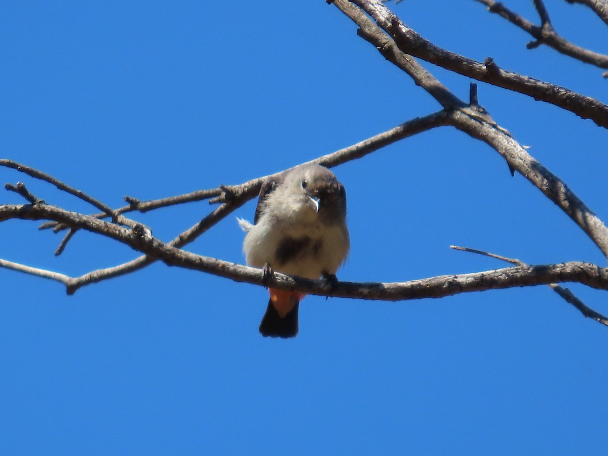 Mistletoebird - ML625387731