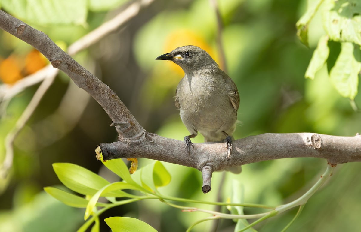 Mielero Unicolor - ML625387732