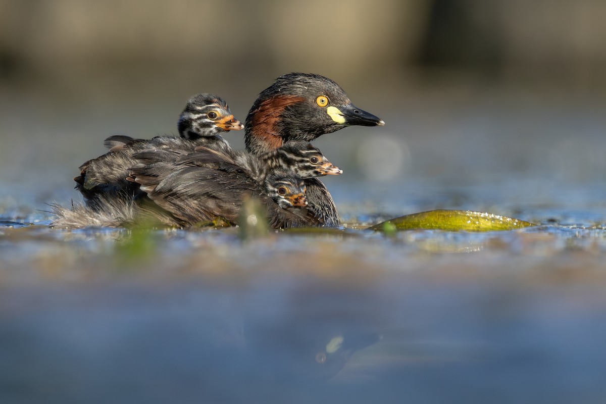 Australasian Grebe - ML625387777