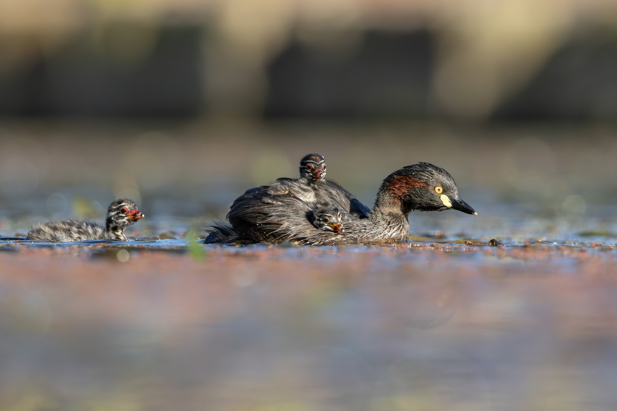 Australasian Grebe - ML625387779