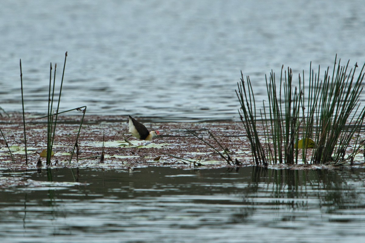 Comb-crested Jacana - ML625387870