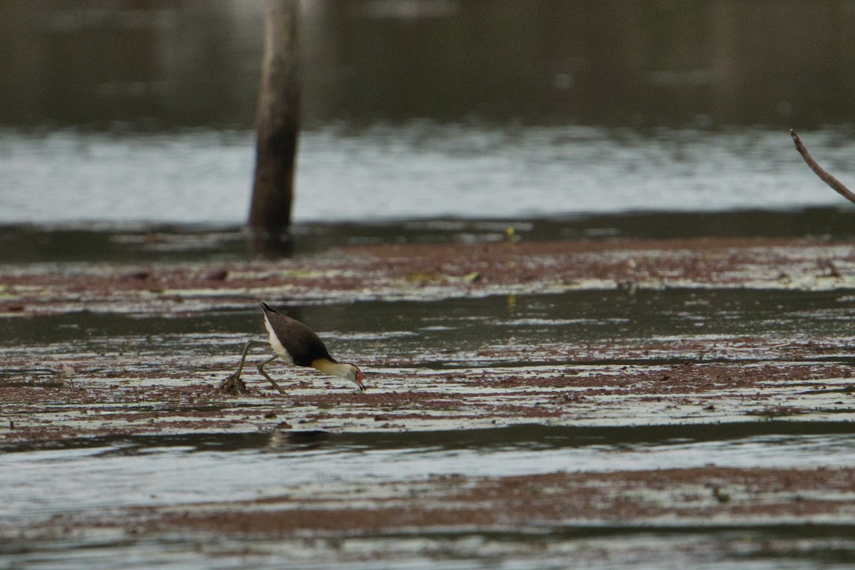 Comb-crested Jacana - ML625387871