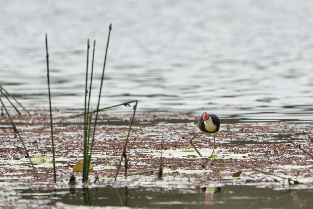 Comb-crested Jacana - ML625387872