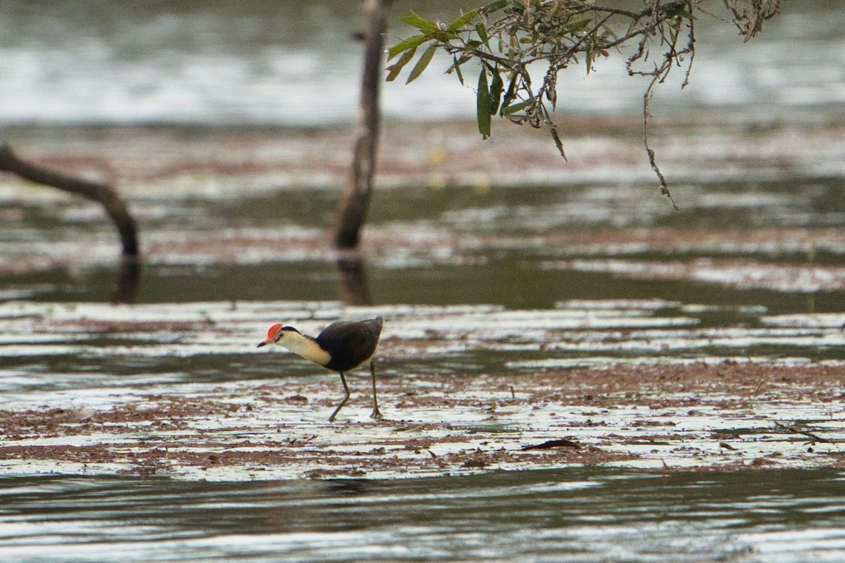 Comb-crested Jacana - ML625387873