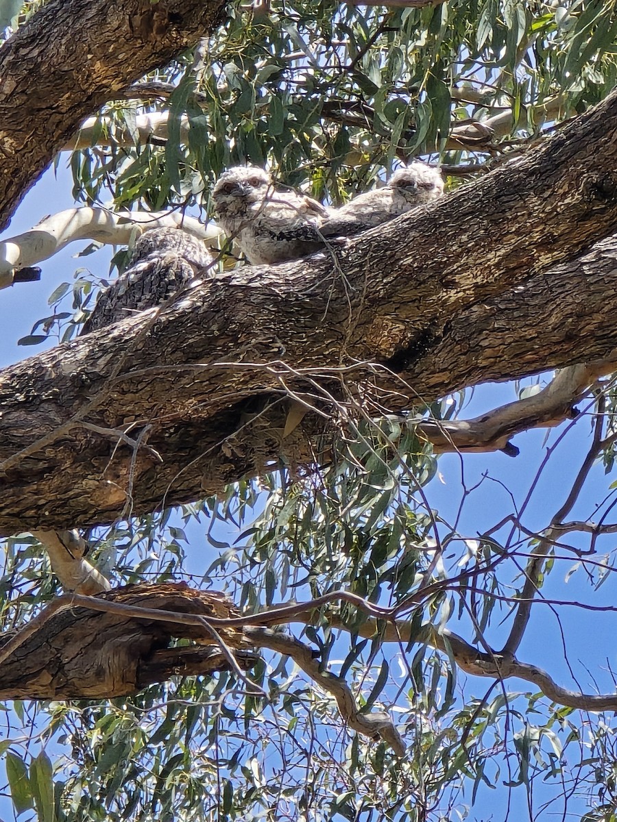 Tawny Frogmouth - ML625387879