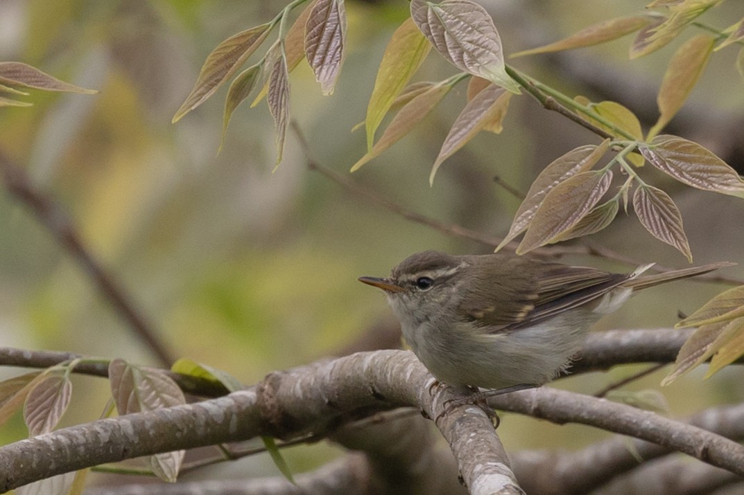 Greenish Warbler - ML625387940