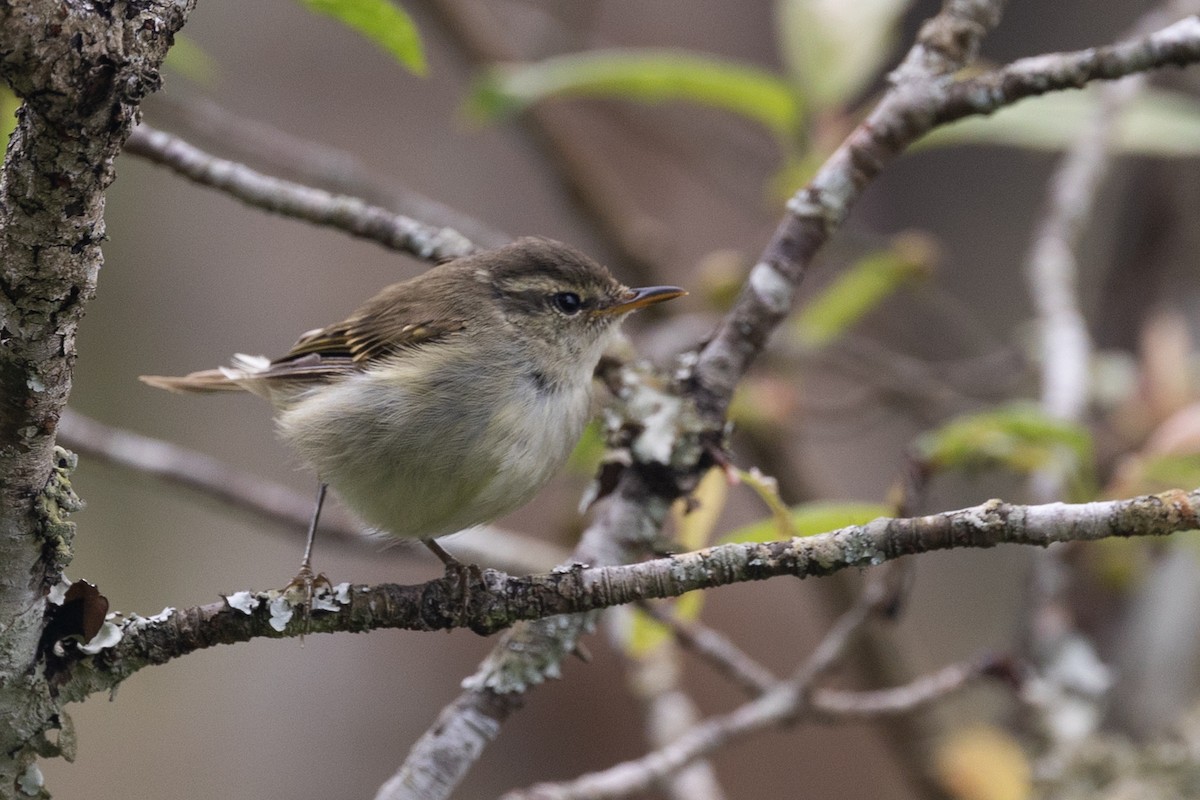 Greenish Warbler - ML625387941