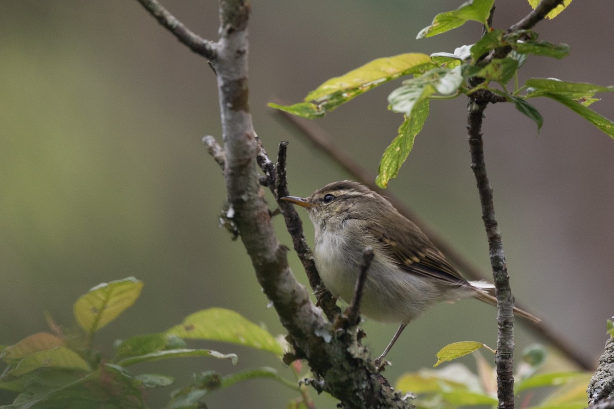 Greenish Warbler - Filiep T'jollyn