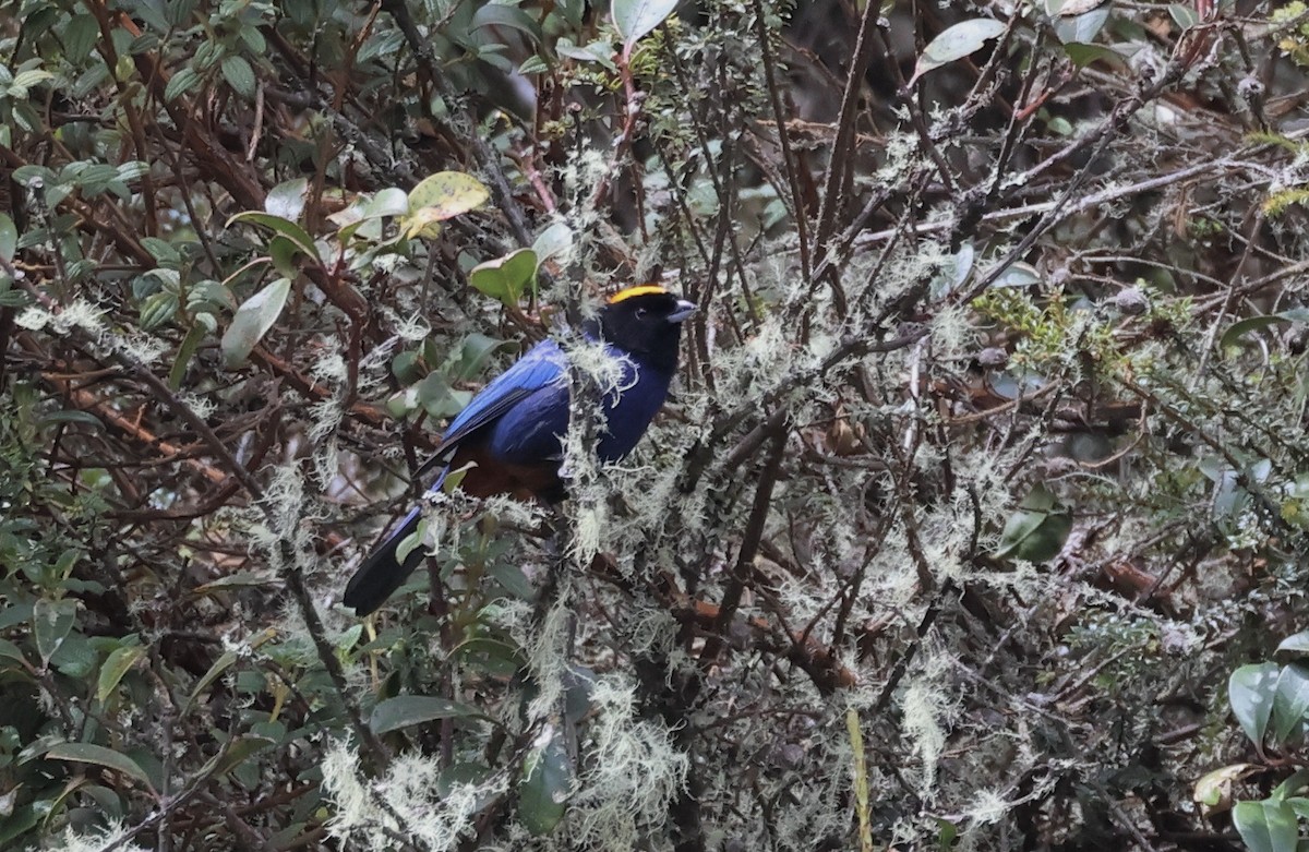 Golden-crowned Tanager - ML625387991