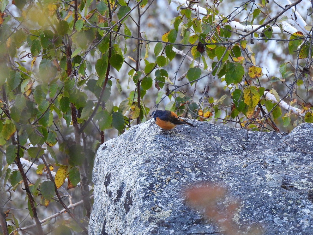 Blue-fronted Redstart - ML625388004