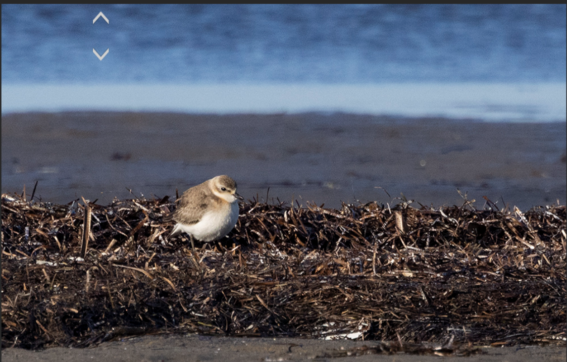 Tibetan Sand-Plover - ML625388031