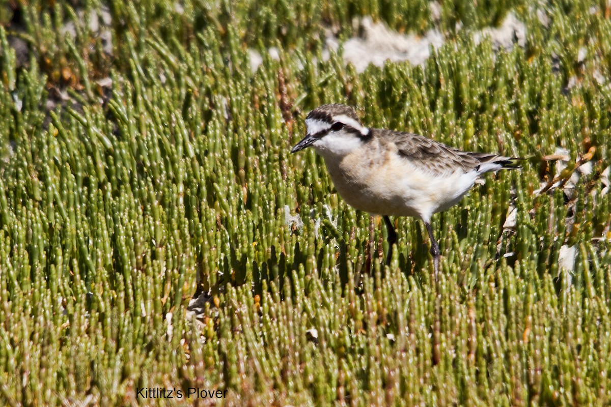 Kittlitz's Plover - ML625388051