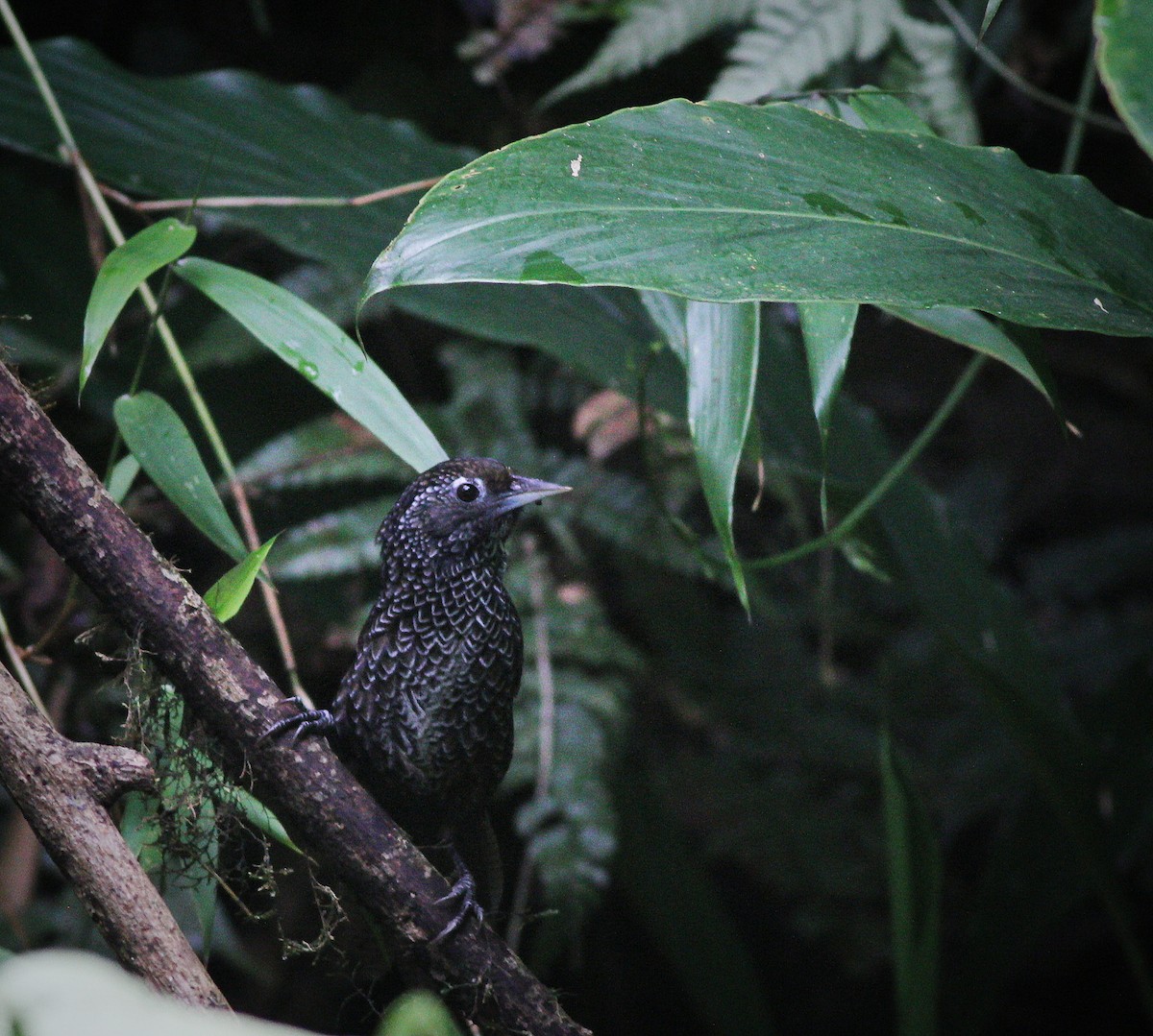 Cachar Wedge-billed Babbler - ML625388057