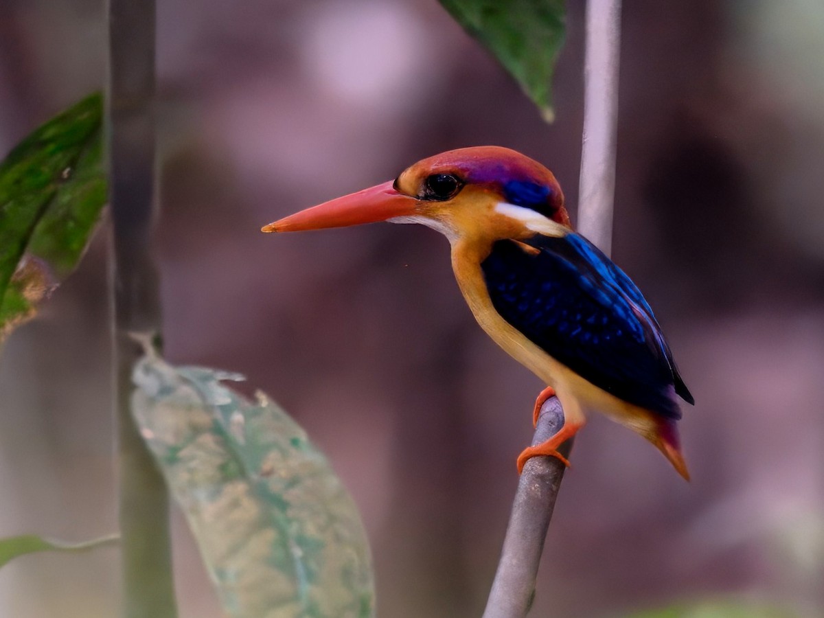 Black-backed Dwarf-Kingfisher - ML625388092
