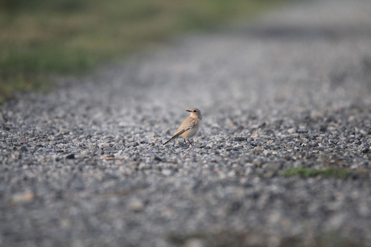 Desert Wheatear - ML625388103