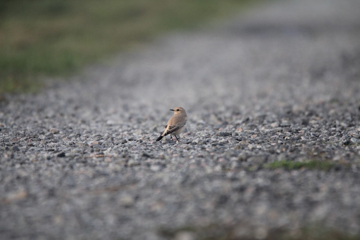 Desert Wheatear - ML625388104