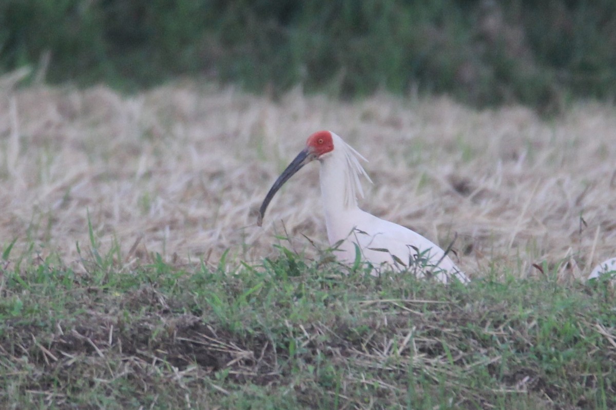 Crested Ibis - ML625388111