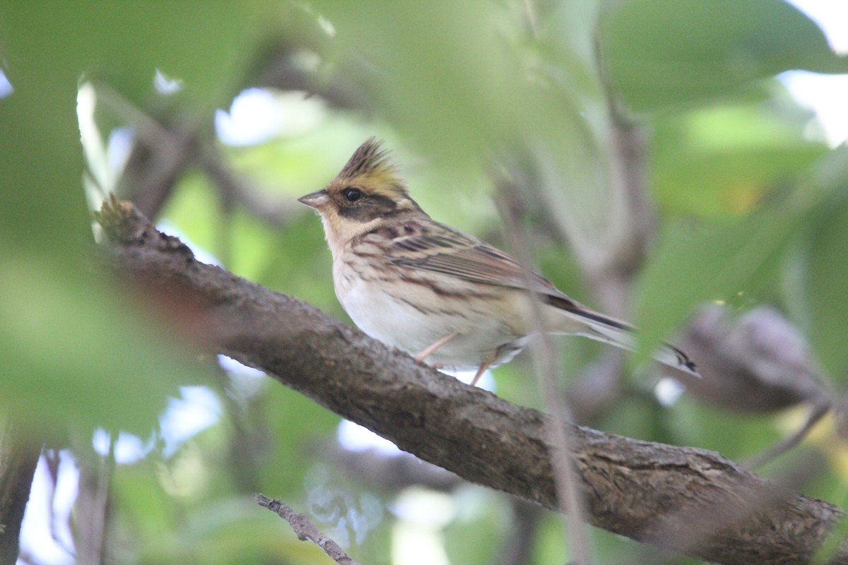 Yellow-throated Bunting - ML625388150