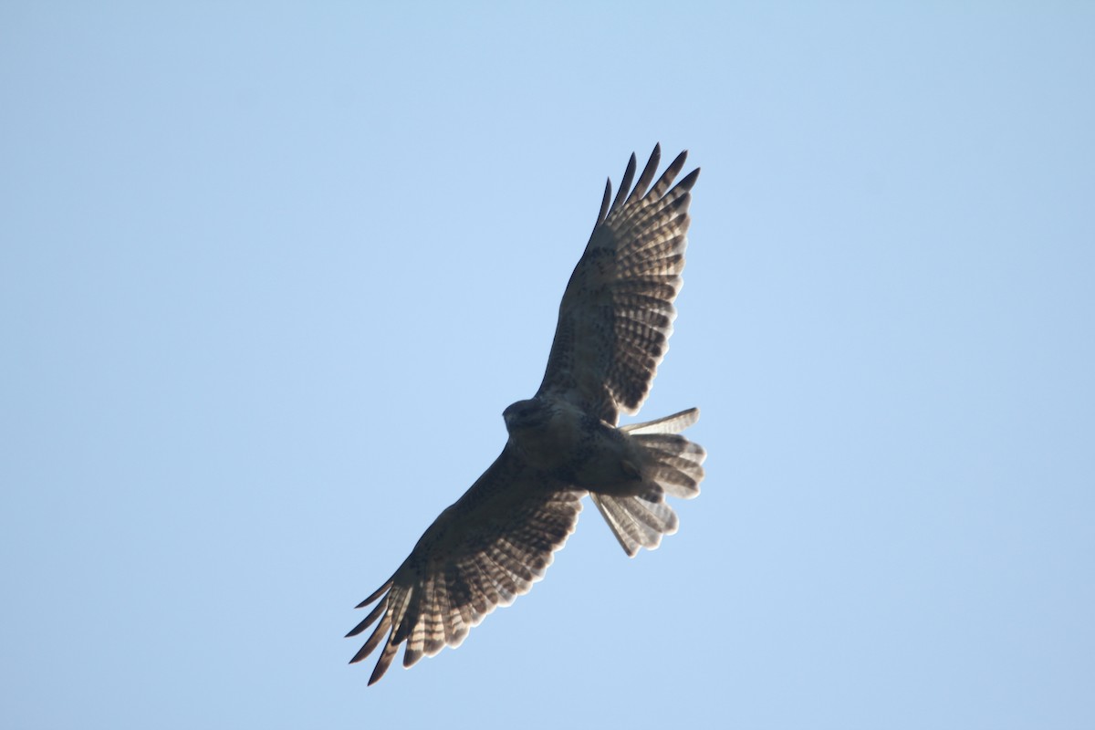 Eastern Buzzard - ML625388151