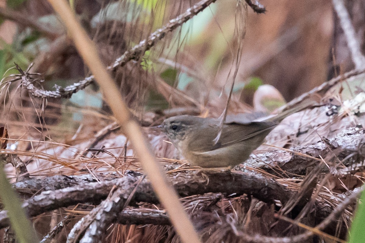 Aberrant Bush Warbler (Perplexing) - ML625388168