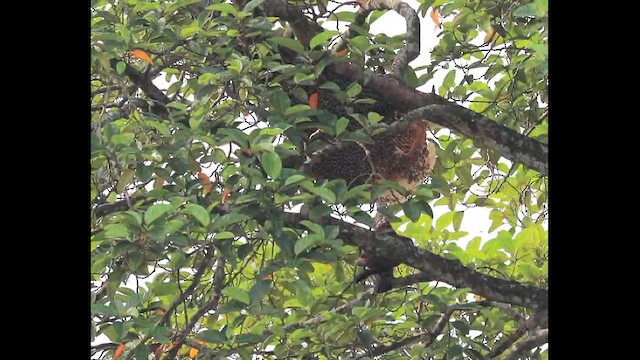 Oriental Honey-buzzard - ML625388171