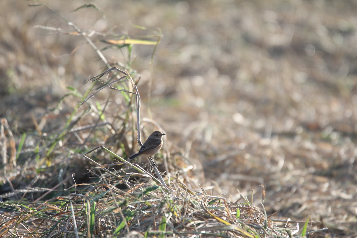 Amur Stonechat - ML625388175