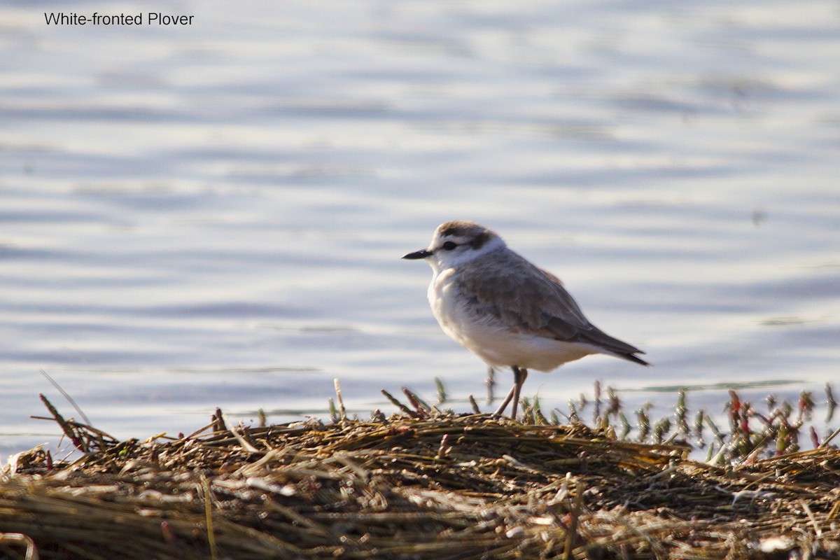 White-fronted Plover - ML625388264