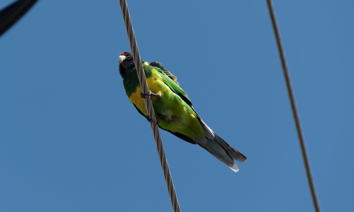 Australian Ringneck (Twenty-eight x Port Lincoln) - ML625388344