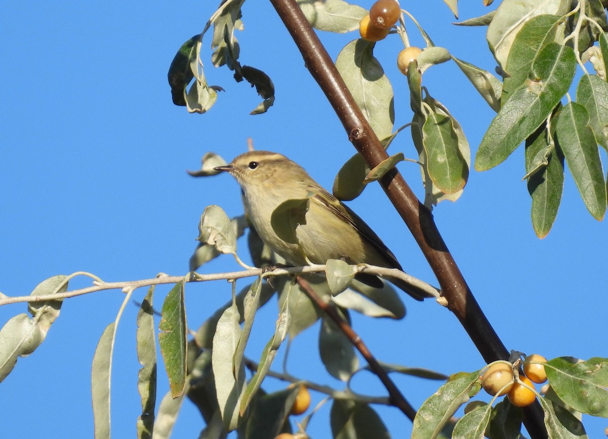 Hume's Warbler - ML625388371