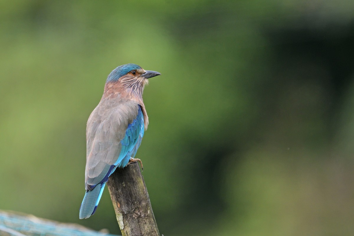 Indian Roller - ML625388383