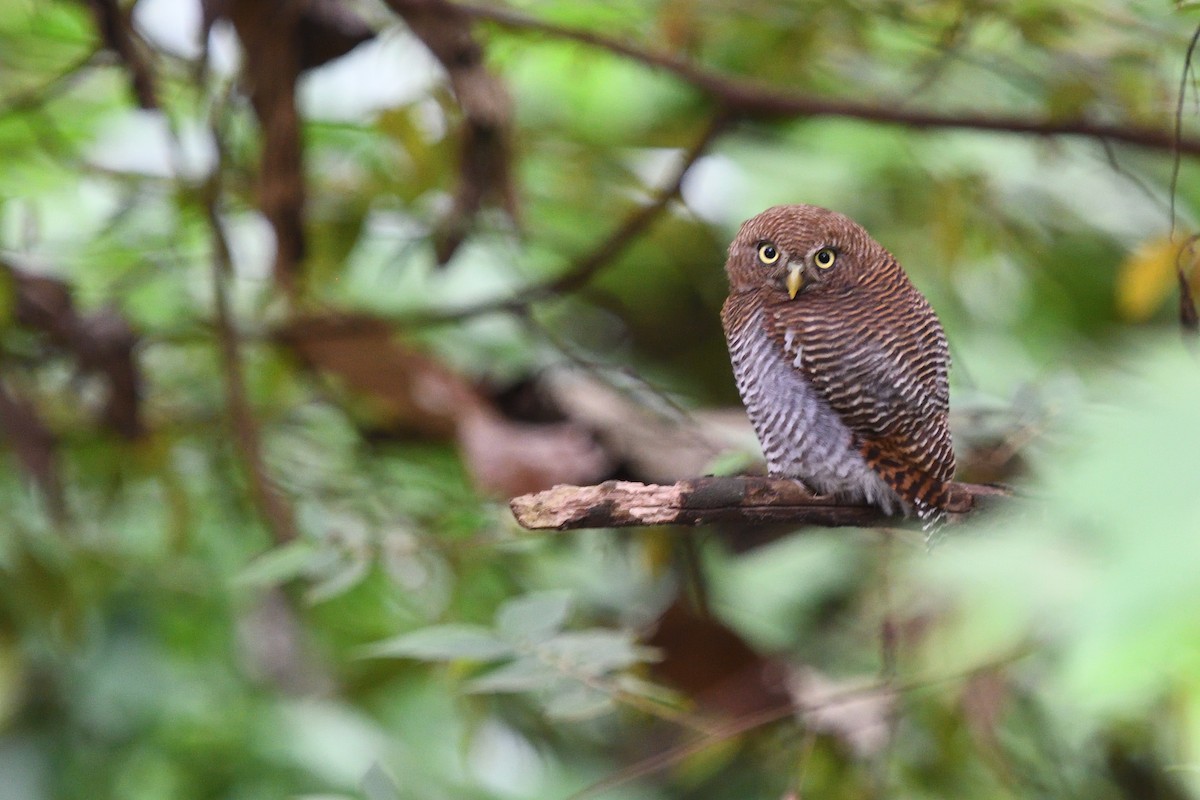 Jungle Owlet - ML625388441