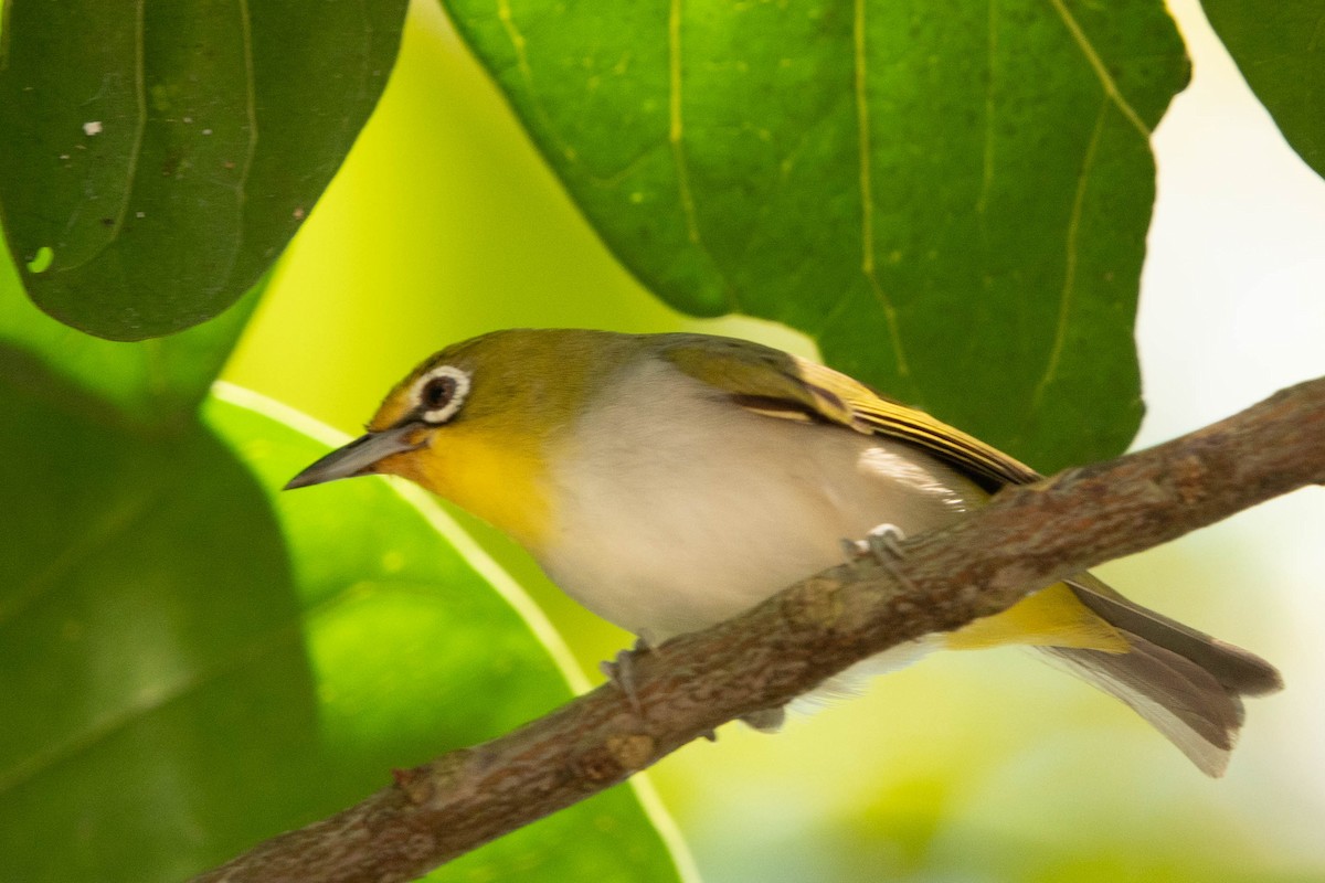 Ashy-bellied White-eye - ML625388444