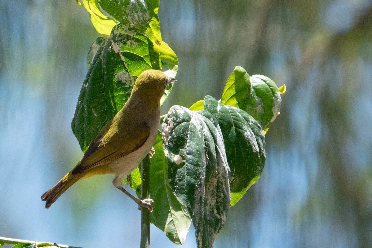 Ashy-bellied White-eye - ML625388445