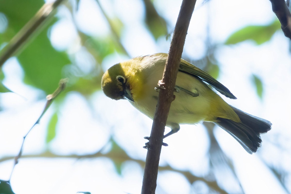 Ashy-bellied White-eye - ML625388446