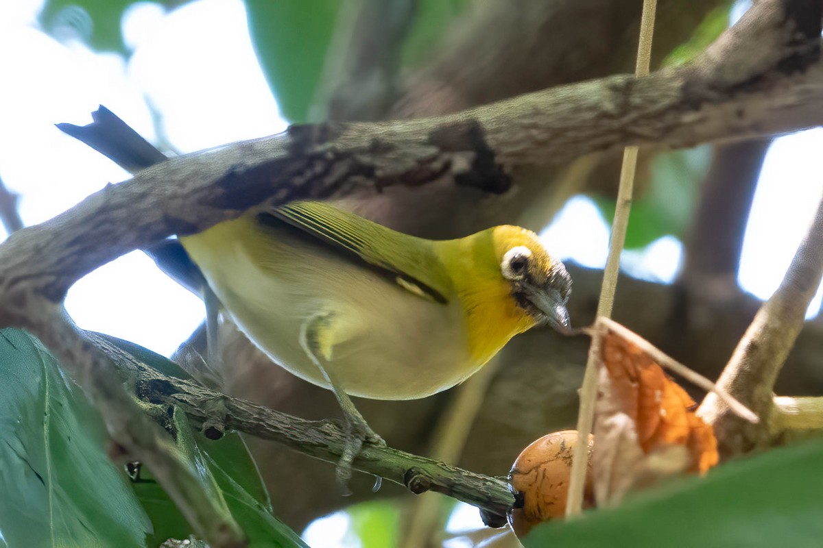 Ashy-bellied White-eye - Jan Lile