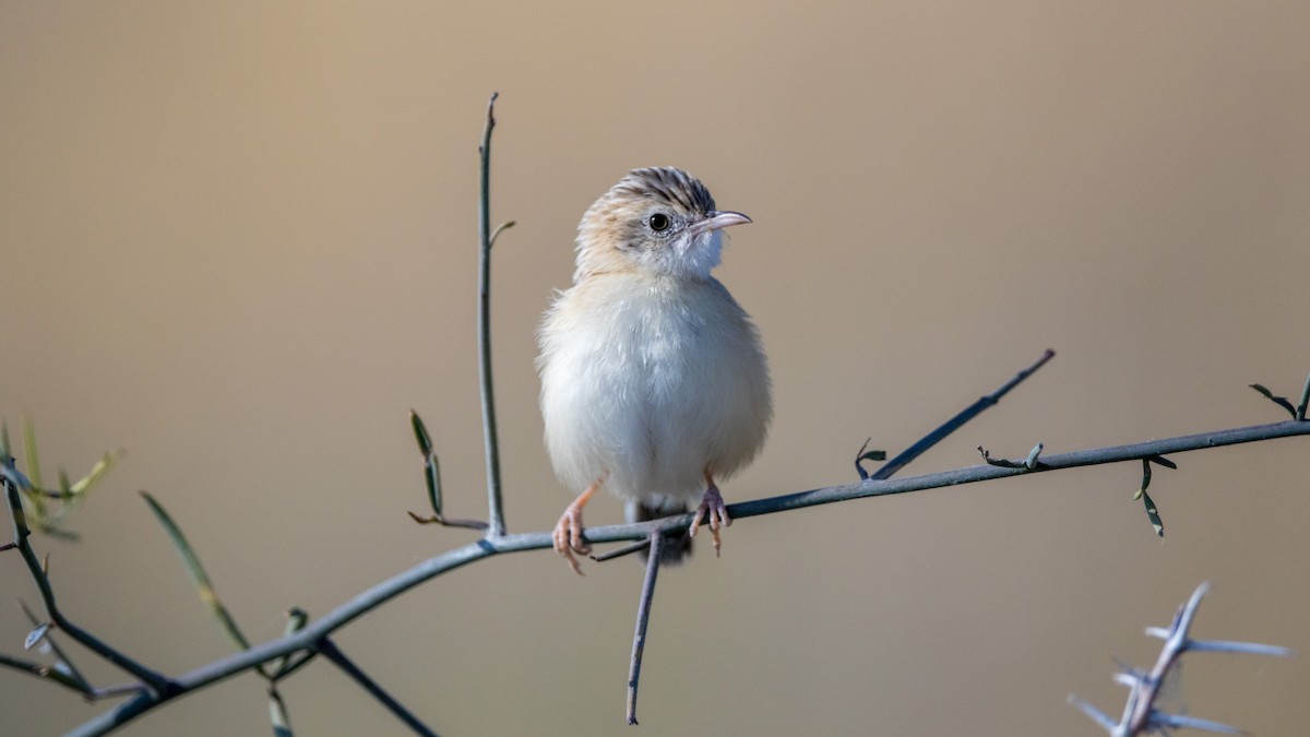 Desert Cisticola - ML625388529