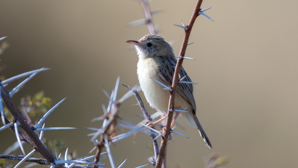 Desert Cisticola - ML625388530