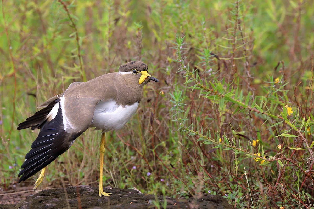 Yellow-wattled Lapwing - ML625388629
