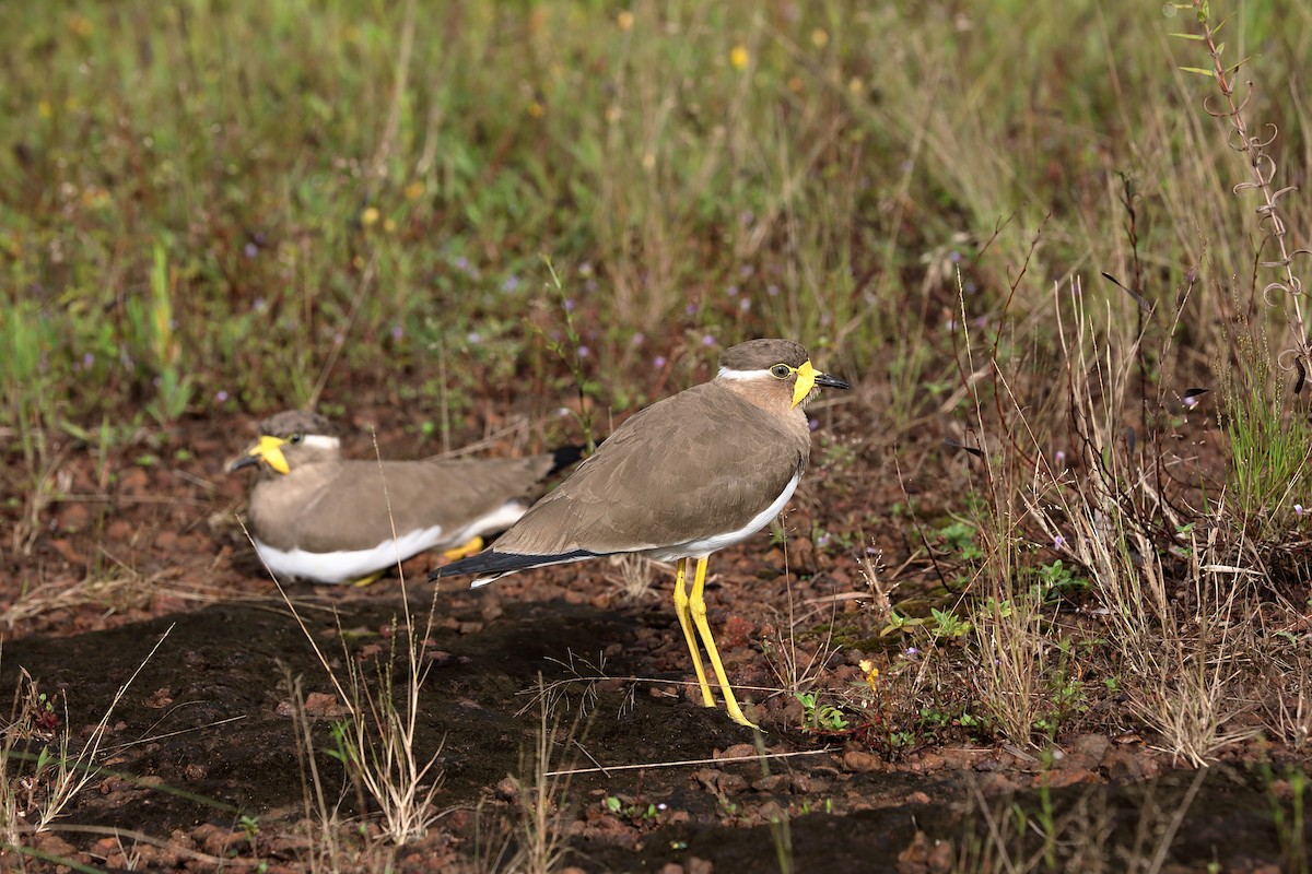 Yellow-wattled Lapwing - ML625388661
