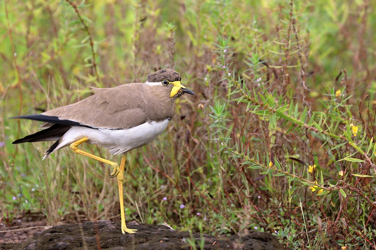 Yellow-wattled Lapwing - ML625388679