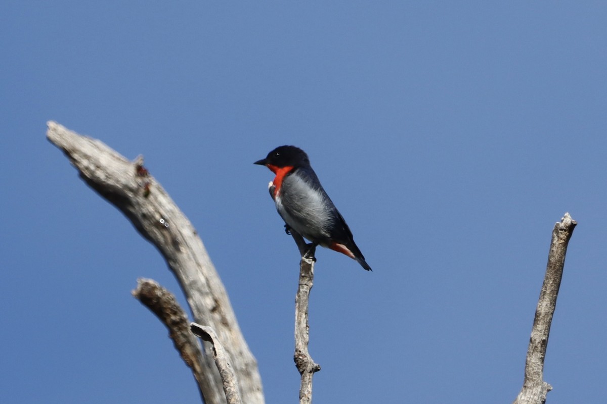 Mistletoebird - ML625388704