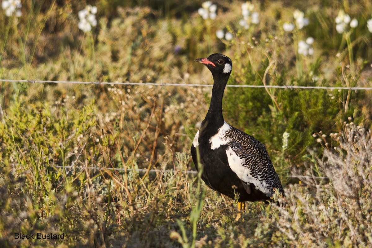 Black Bustard - ML625388751