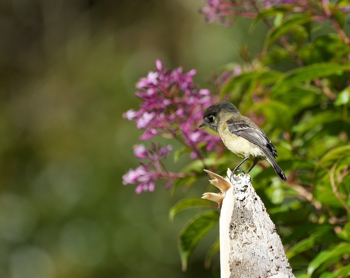 Black-capped Flycatcher - ML625388793